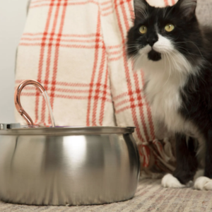 Kitty Spout: Pet Water Dispenser